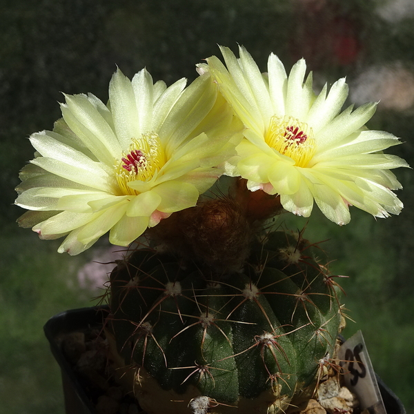 DSC04388Notocactus ottonis aff. HU 35