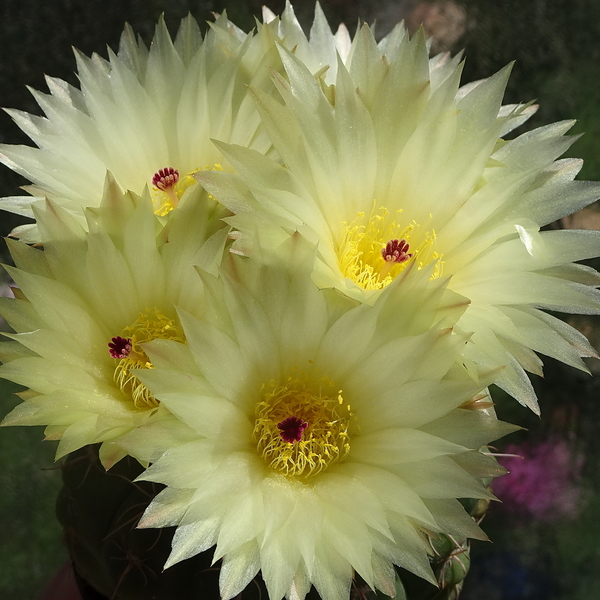 DSC04385Notocactus crassigibus