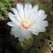 DSC04390Gymnocalycium mesopotamicum LB 612