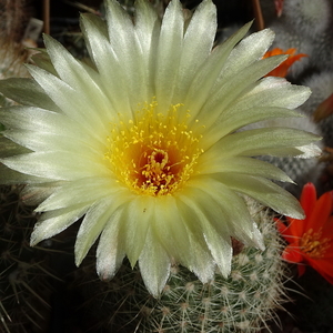 DSC04392Notocactus concinna v. agnetae