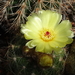 DSC04393Notocactus ottonis