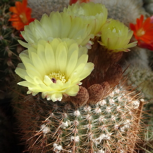 DSC04396Notocactus schlosseri