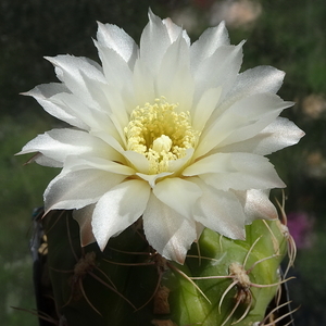 DSC04398Gymnocalycium denudatum