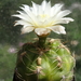 DSC04399Gymnocalycium denudatum