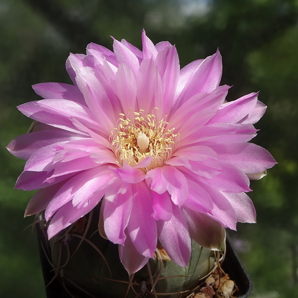 DSC04400Gymnocalycium denudatum Jan Suba