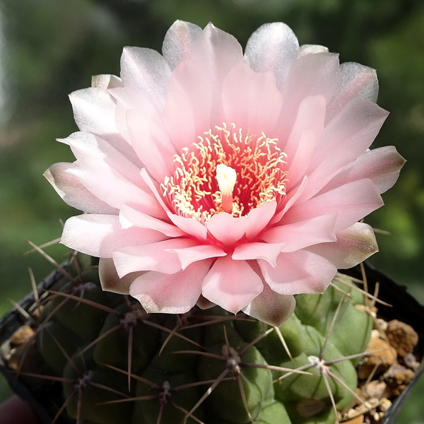 DSC04401Gymnocalycium ritterianum