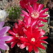 DSC04404Gymnocalycium baldianum