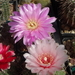 DSC04406Gymnocalycium ritterianum