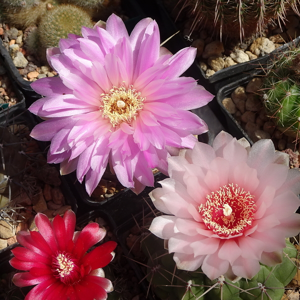 DSC04407Gymnocalycium ritterianum