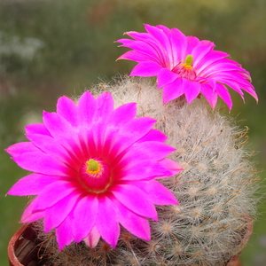 DSC04480Mammillaria guelzowiana