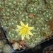 DSC04482Mammillaria surculosa