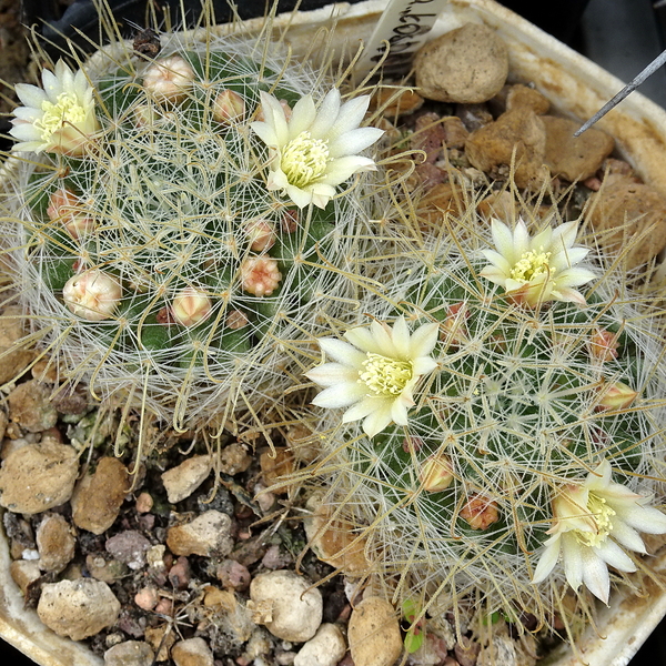 DSC04483Mammillaria nazanensis