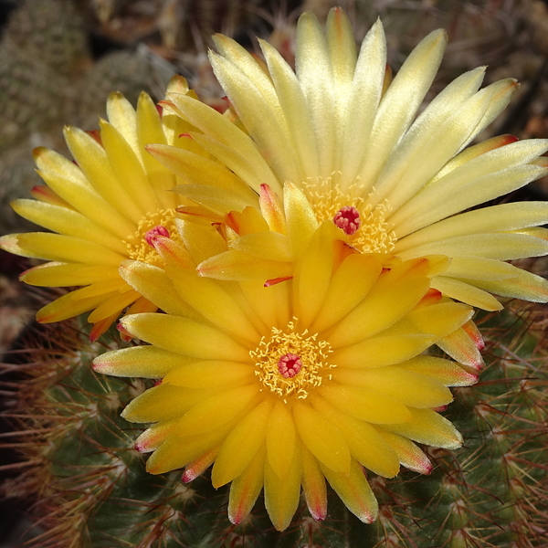 DSC04493Notocactus pseudoherterii