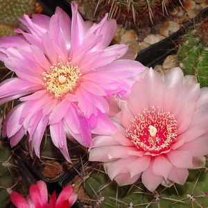 DSC04494Gymnocalycium ritterianum