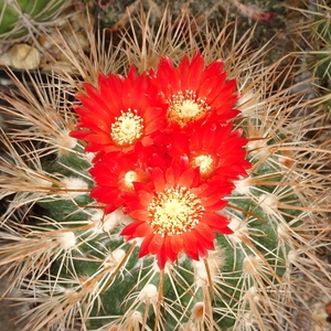 DSC04496Parodia punae