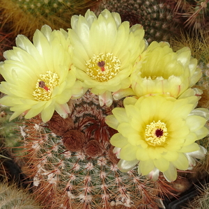 DSC04497Notocactus schlosseri