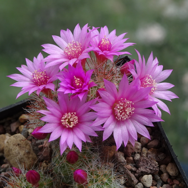 DSC04499Mammillaria zeilmanniana