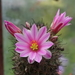 DSC04500Mammillaria blossfeldiana