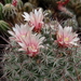 DSC04502Mammillaria johnstonii