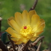 DSC04971Pterocactus tuberosus