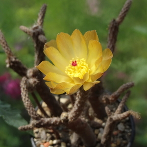 DSC04972Pterocactus tuberosus