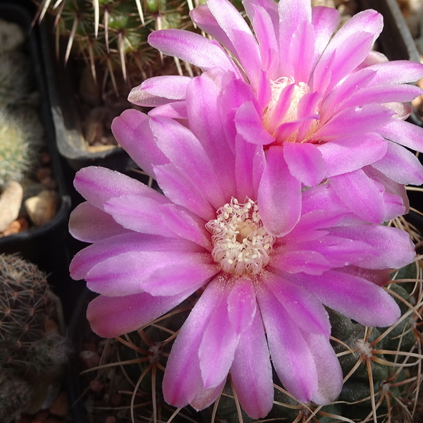 DSC04973Gymnocalycium neuhuberi