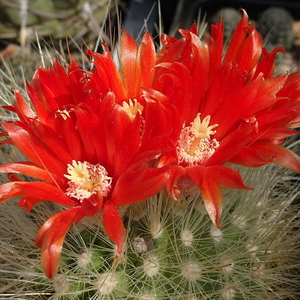 DSC04974Parodia penicillata