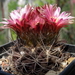 DSC04982Neoporteria glaucescens