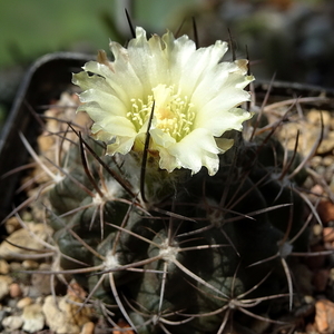 Pyrrhocactus echinus (Eriosyce taltalensis subs. echinus) DSC0498