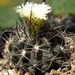 DSC04984Pyrrhocactus echinus (Eriosyce taltalensis subs. echinus)