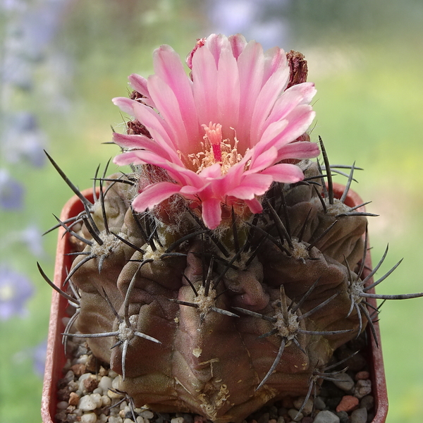 DSC04987Pyrrhocactus echinus (Eriosyce taltalensis subs. echinus)