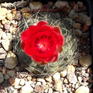 DSC04988Gymnocalycium baldianum Slaba