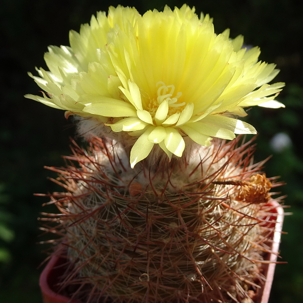 DSC04998Parodia berchtii TB458.2