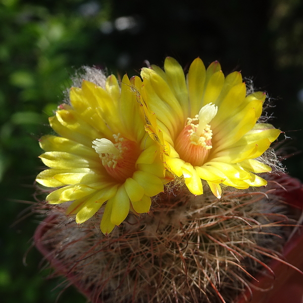 DSC05000Parodia riojensis TB459.3