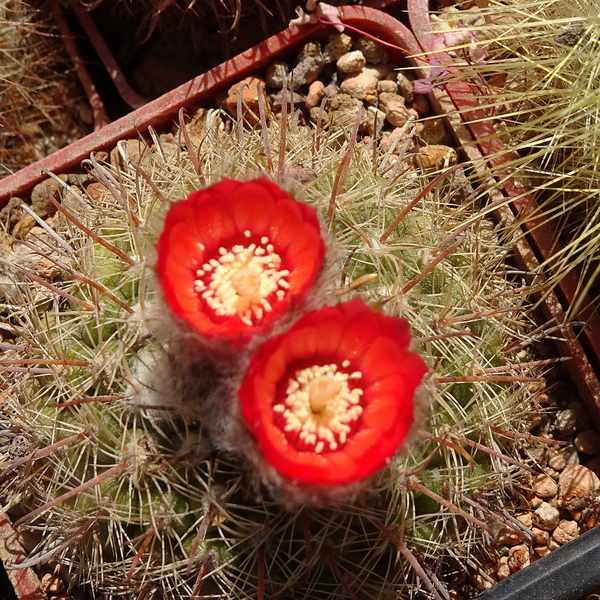 DSC05004Parodia rubellihamata P253