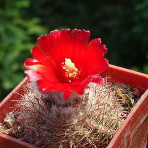 DSC05006Parodia malyana TB457.3