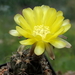 DSC05007Acanthocalycium glaucum