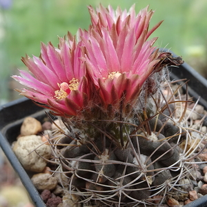 DSC05013Neoporteria eriocephala var. glaucescens