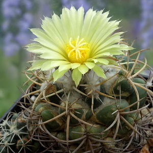 DSC05020Coryphantha sulcata