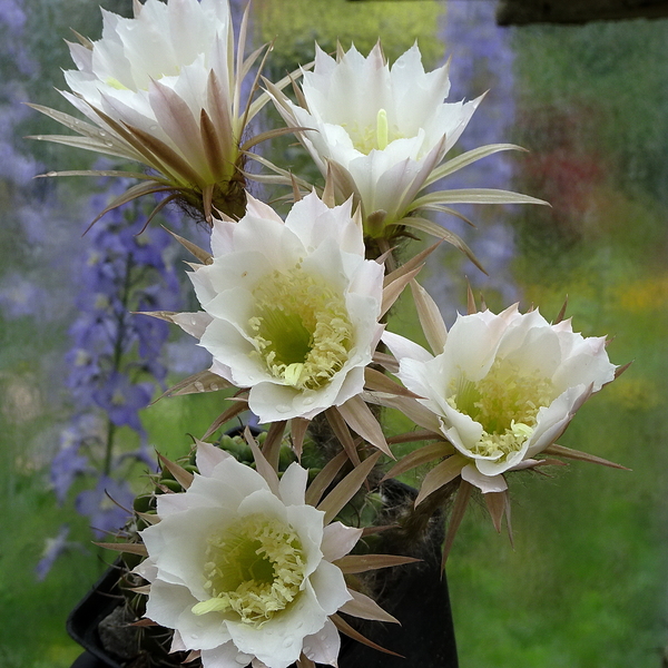 DSC05041Echinopsis ancistrophora