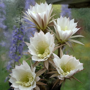 DSC05042Echinopsis ancistrophora