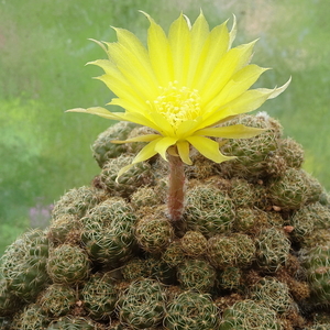 DSC05045Lobivia arachnacantha