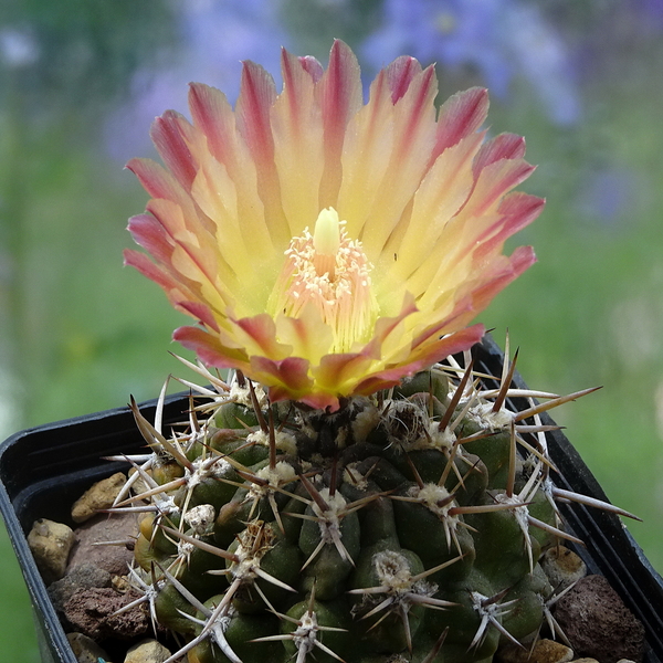 DSC05050Horridocactus minor nr1