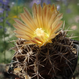 DSC05061Horridocactus minor nr2