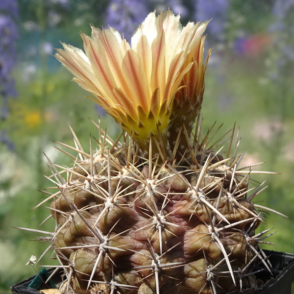 DSC05062Horridocactus minor nr2