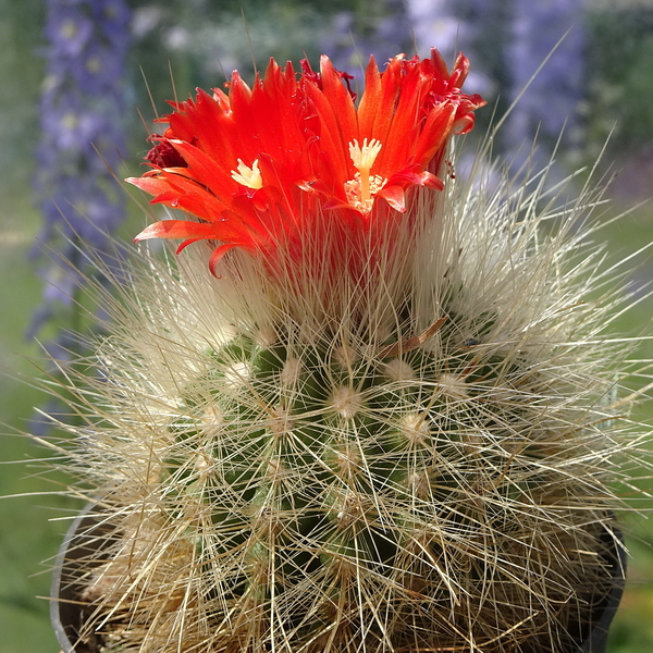 DSC05066Parodia penicillata