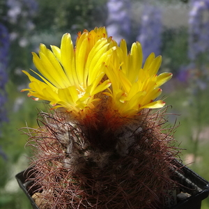 DSC05068Parodia sanagasta