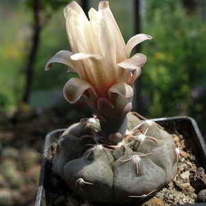 DSC05070Gymnocalycium erinaceum TOM 09-487