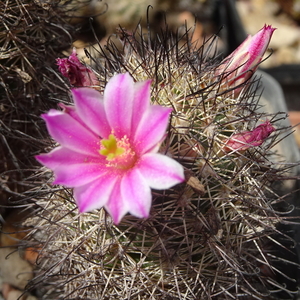 DSC05072Mammillaria blossfeldiana