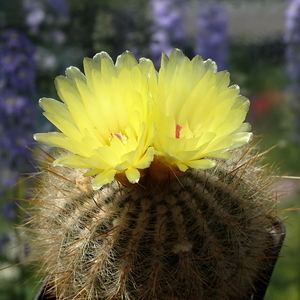 DSC05073Parodia scopa